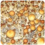Псилоцибиновые (галлюциногенные)  грибы Psilocybin "Golden Teacher" в Гаврилов-Яме