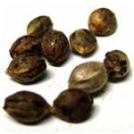 Семена марихуаны АК-47  (Seeds AK-47) в Гаврилов-Яме